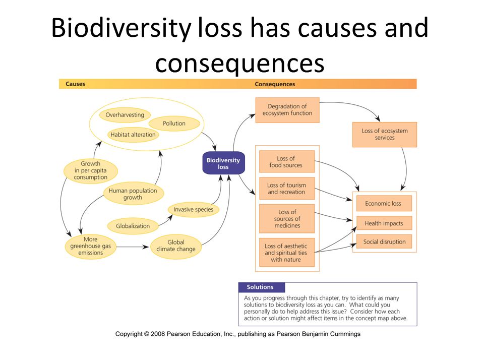 Essay about biodiversity