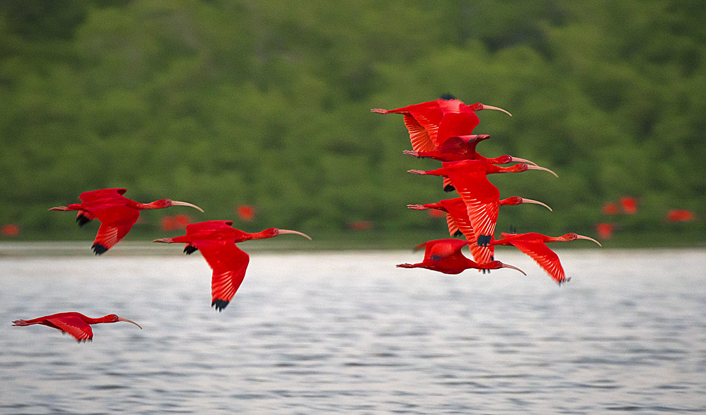 Scarlet ibis essay