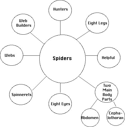 Spider Diagram For Essay Planning Spider