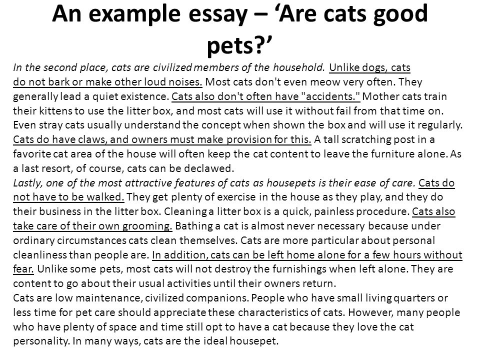 Which make better pets cats or dogs opinion essays
